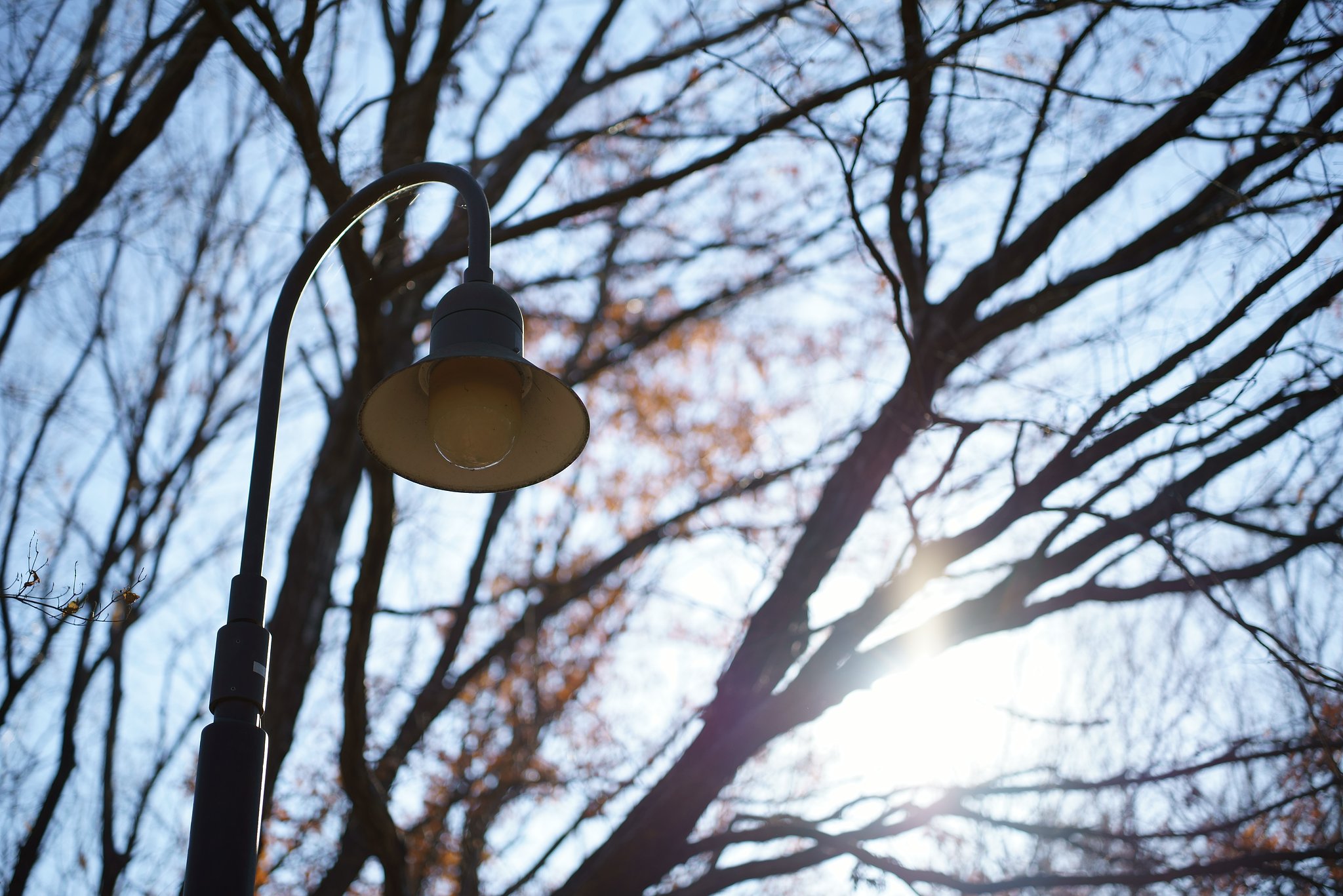 Otus 55mm F1.4 ZF2