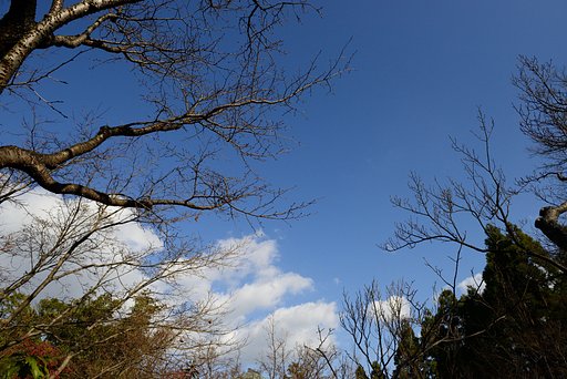 【雲】　冬の木立と雲