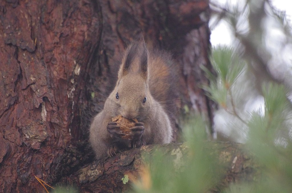エゾリスちゃん　食べる