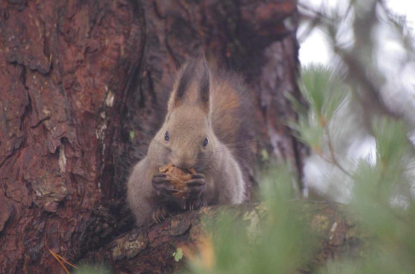 エゾリスちゃん　食べる