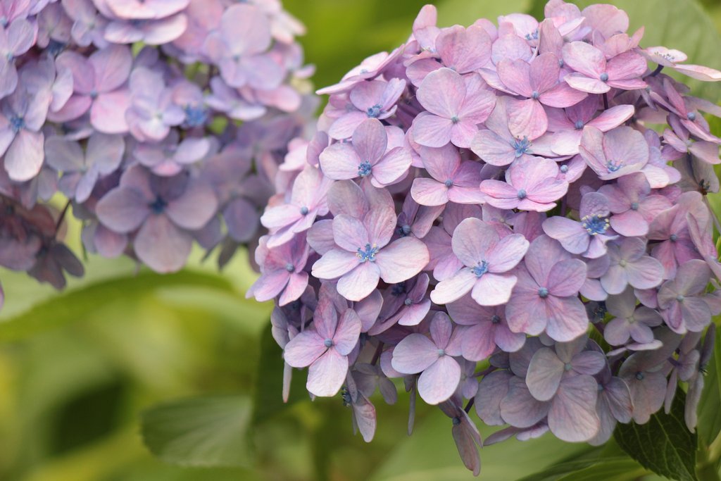いま少し咲いていたい紫陽花