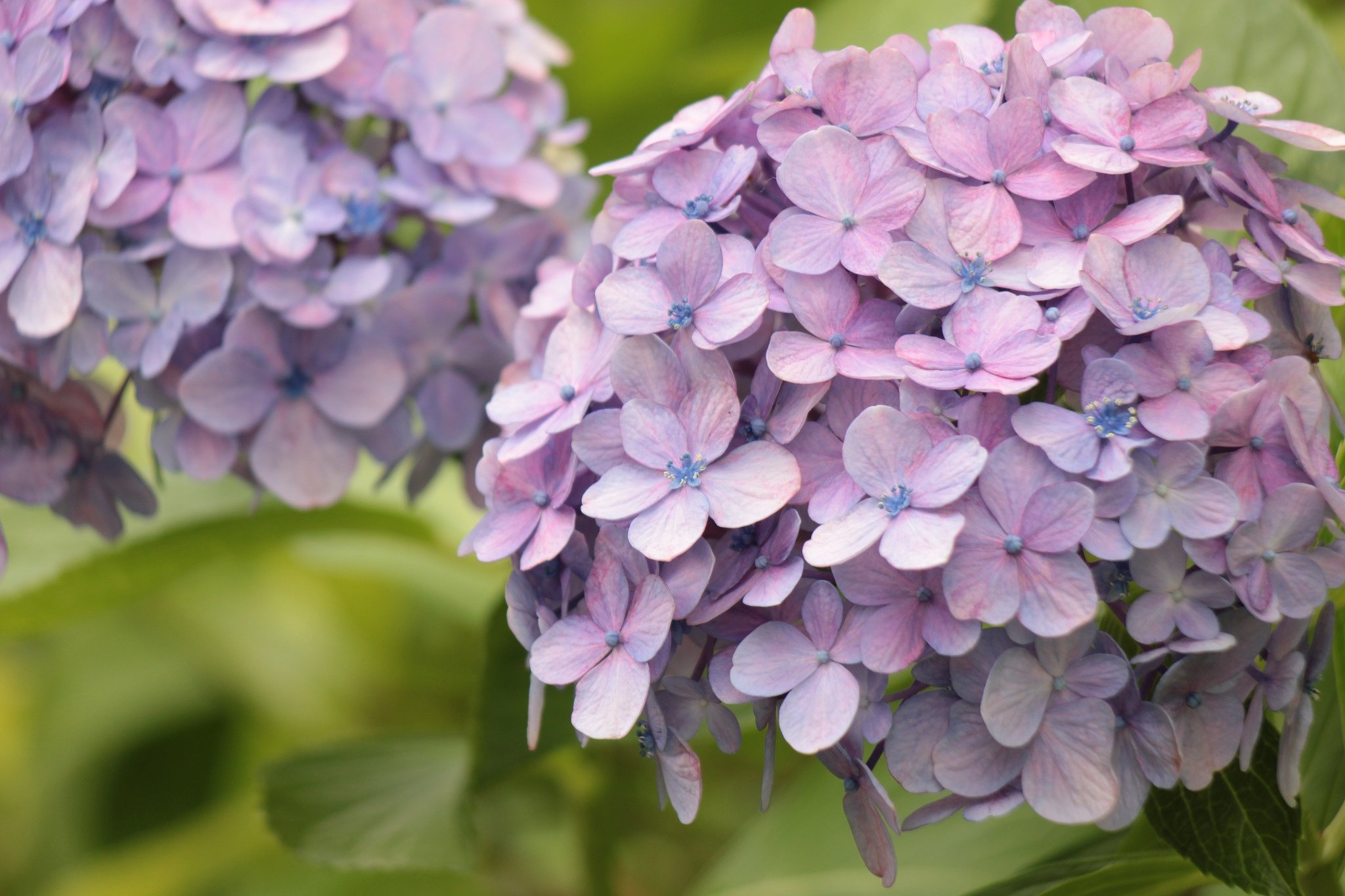 いま少し咲いていたい紫陽花