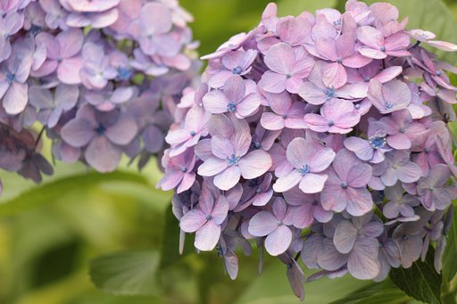いま少し咲いていたい紫陽花