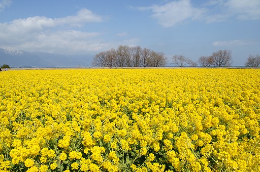 [春]香りが伝われば（湖東の春）