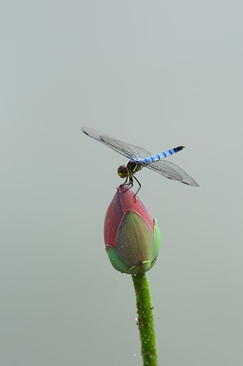 蕾にトンボ
