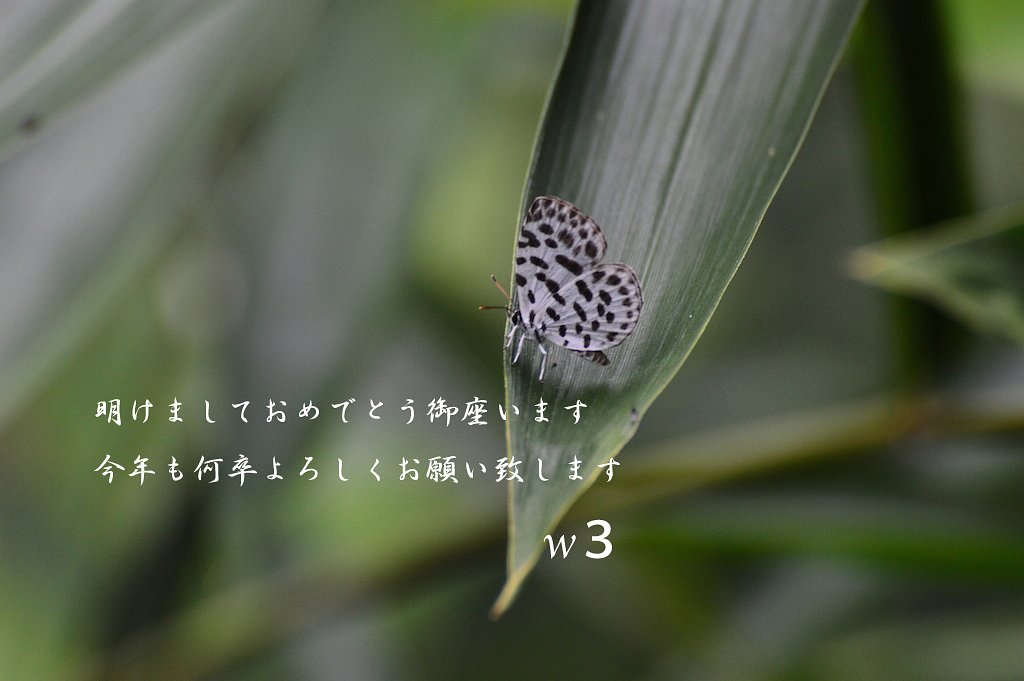 新年おめでとうございます