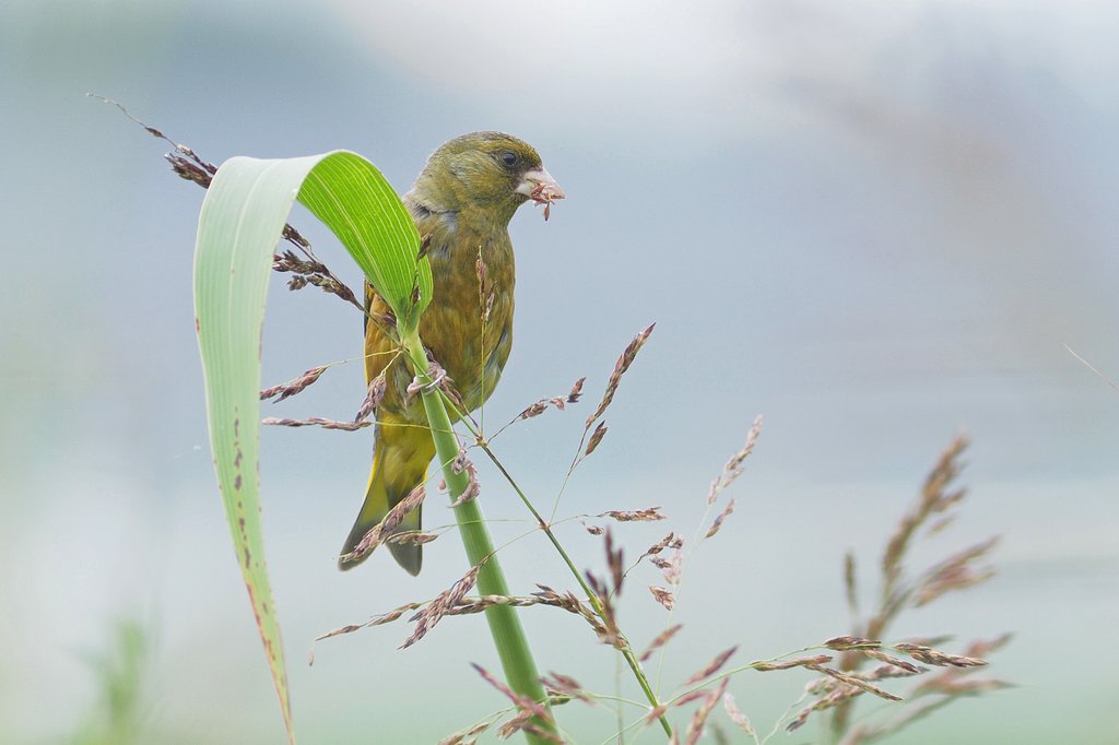 カワラヒワお食事中