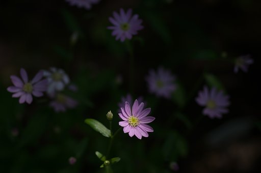 ミヤコワスレ