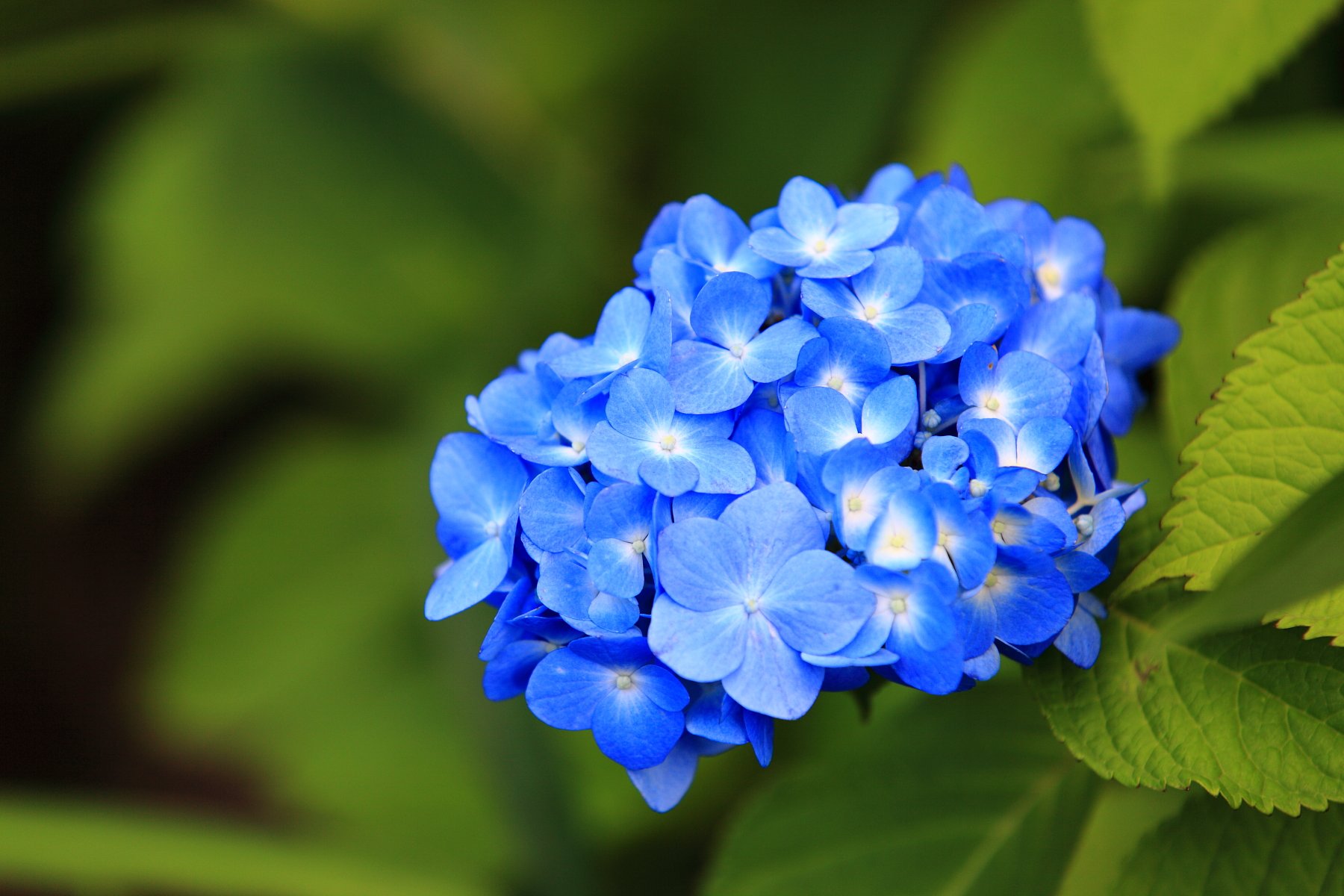紫陽花