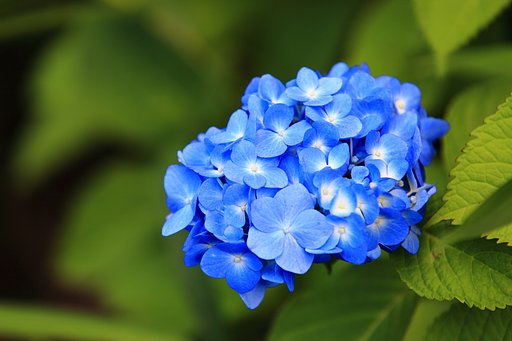 紫陽花