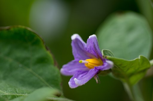 茄子