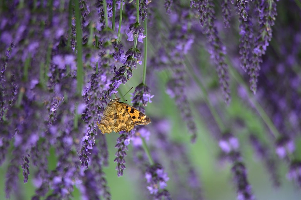 violet rain