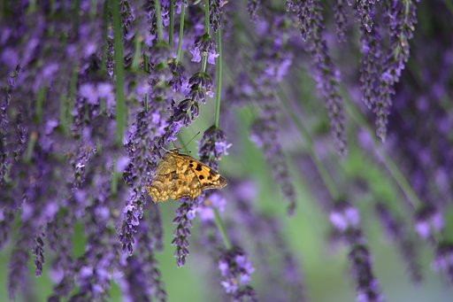 violet rain