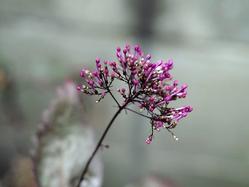 夕霧草