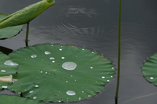 蓮池