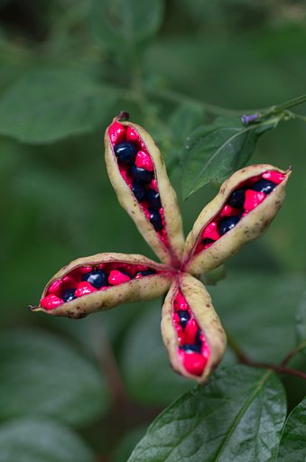 山芍薬