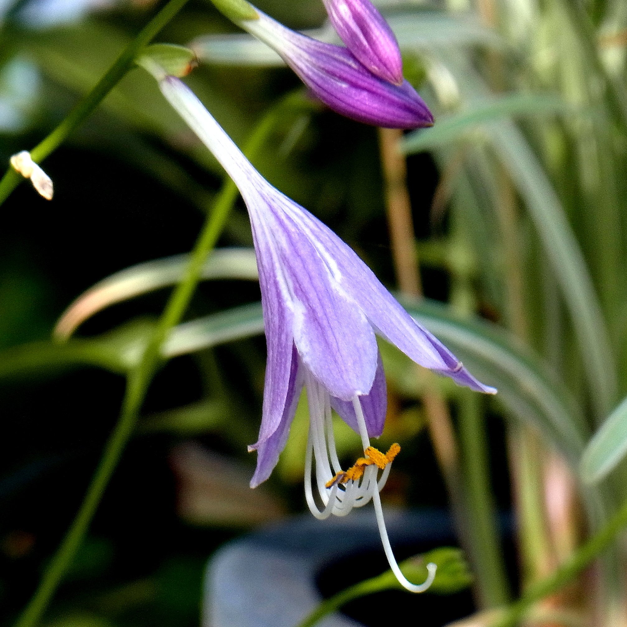 紫色の花ギボウシ