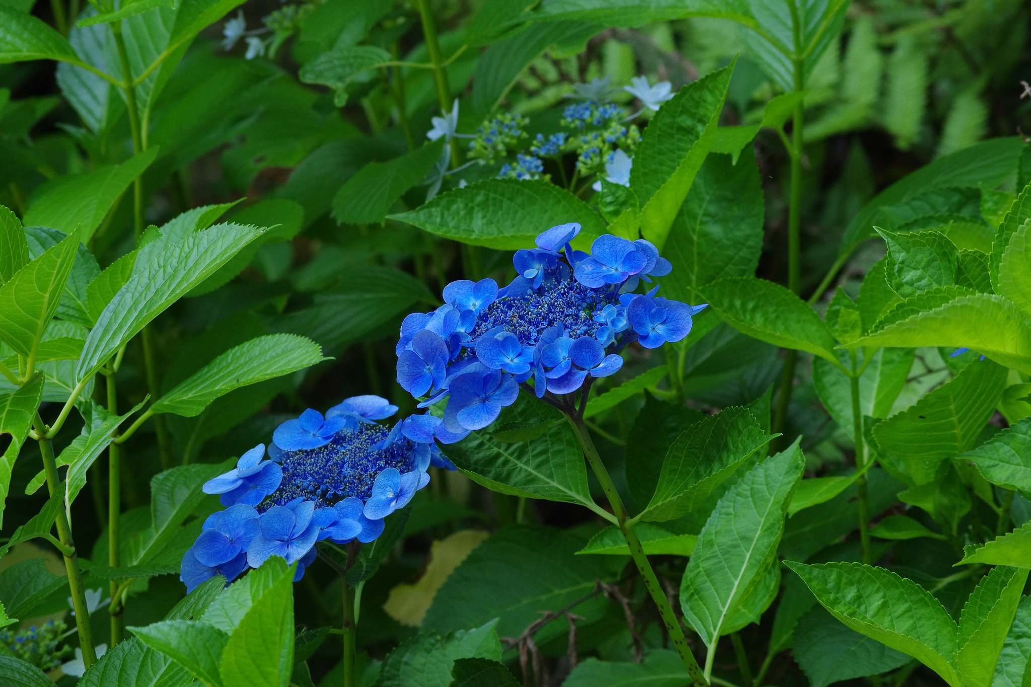 紫陽花