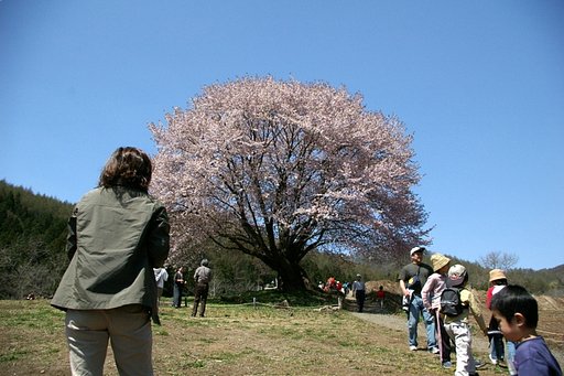 昨年はこんなんでした。