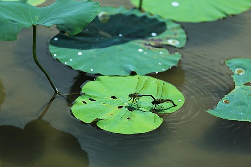 愛の波紋