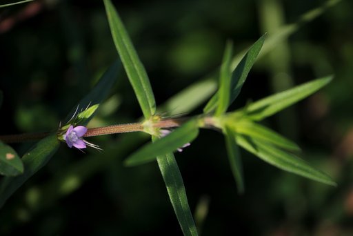 小さな野の花