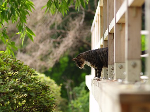 御苑のにゃんこ