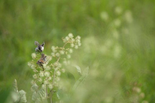 花に隠れてお待ちかね