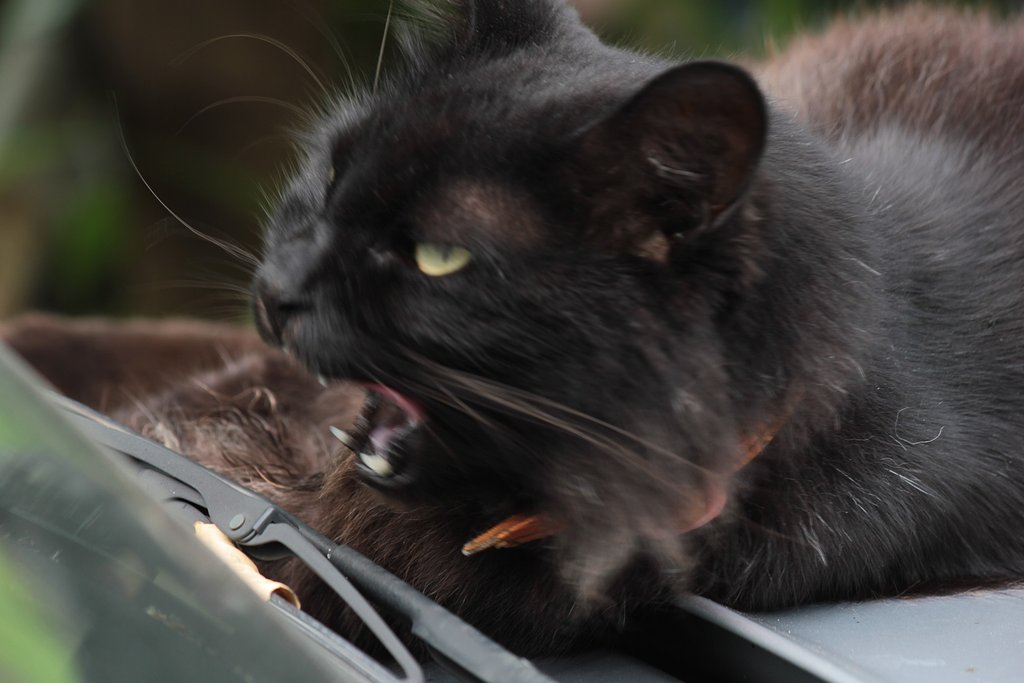 黒猫の退屈