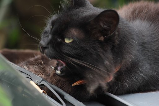 黒猫の退屈