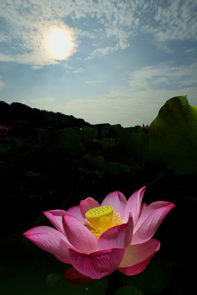 Distagon 18mm F3.5 ZF2