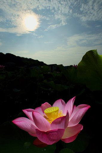 Distagon 18mm F3.5 ZF2