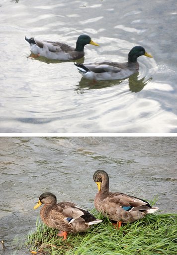ふたり鴨今昔
