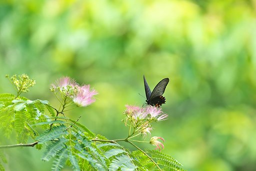 アゲハ舞う合歓の花