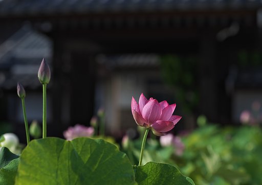 浄土宗随応院にて