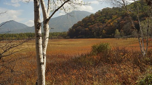 草紅葉