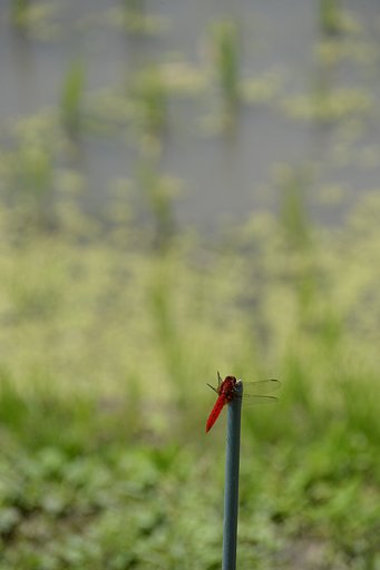 ショウジョウトンボ