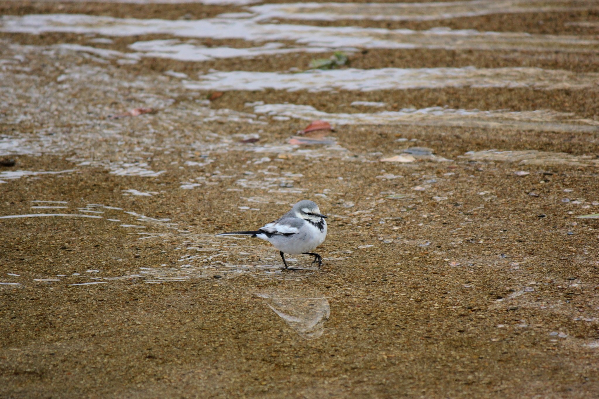 浅瀬に可愛く歩きます