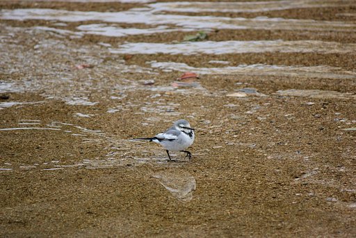浅瀬に可愛く歩きます