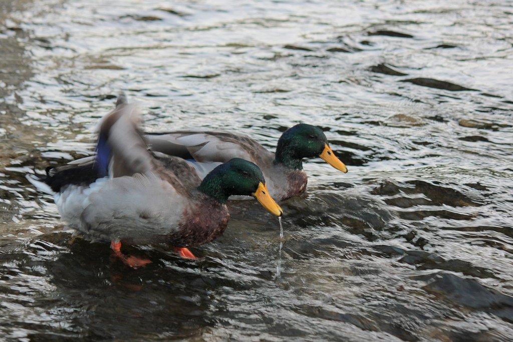ちょっと羽ばたいたりして