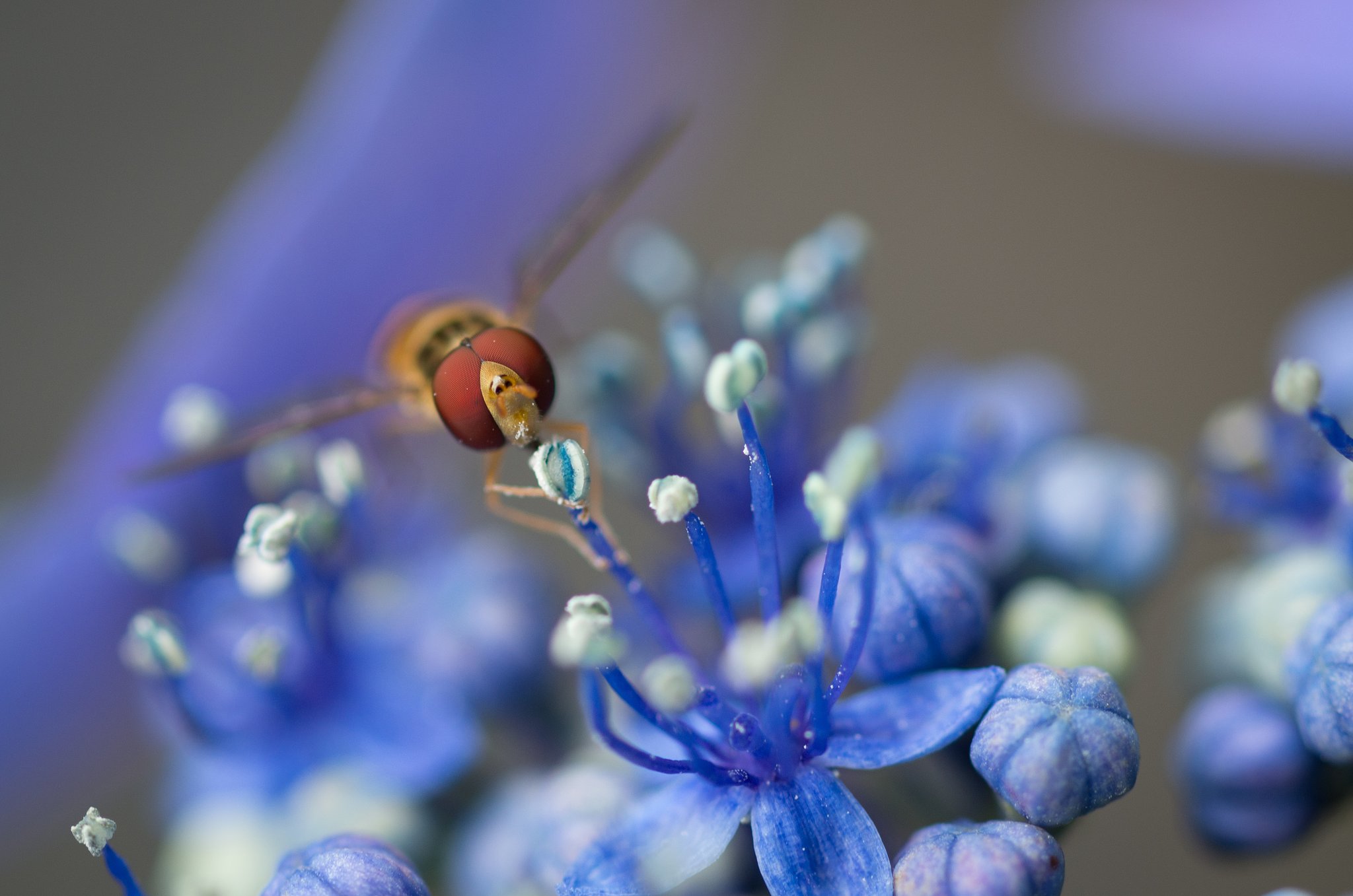 花粉