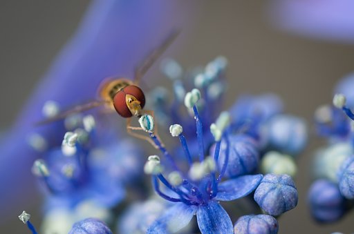 花粉