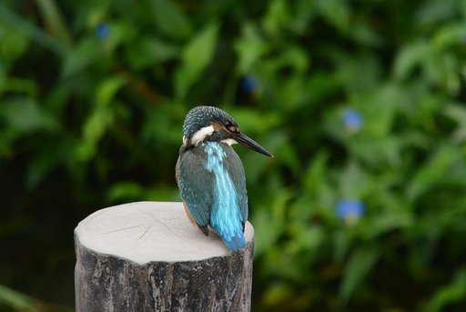 ☆家から2分でお手軽カワセミ☆