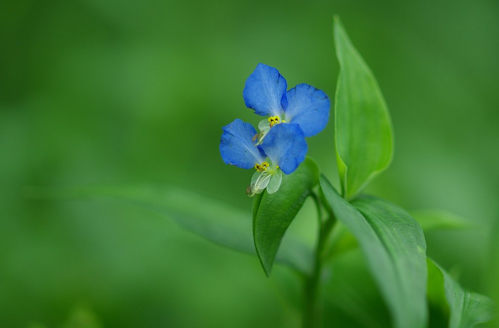 岩手にて１：ツユクサ