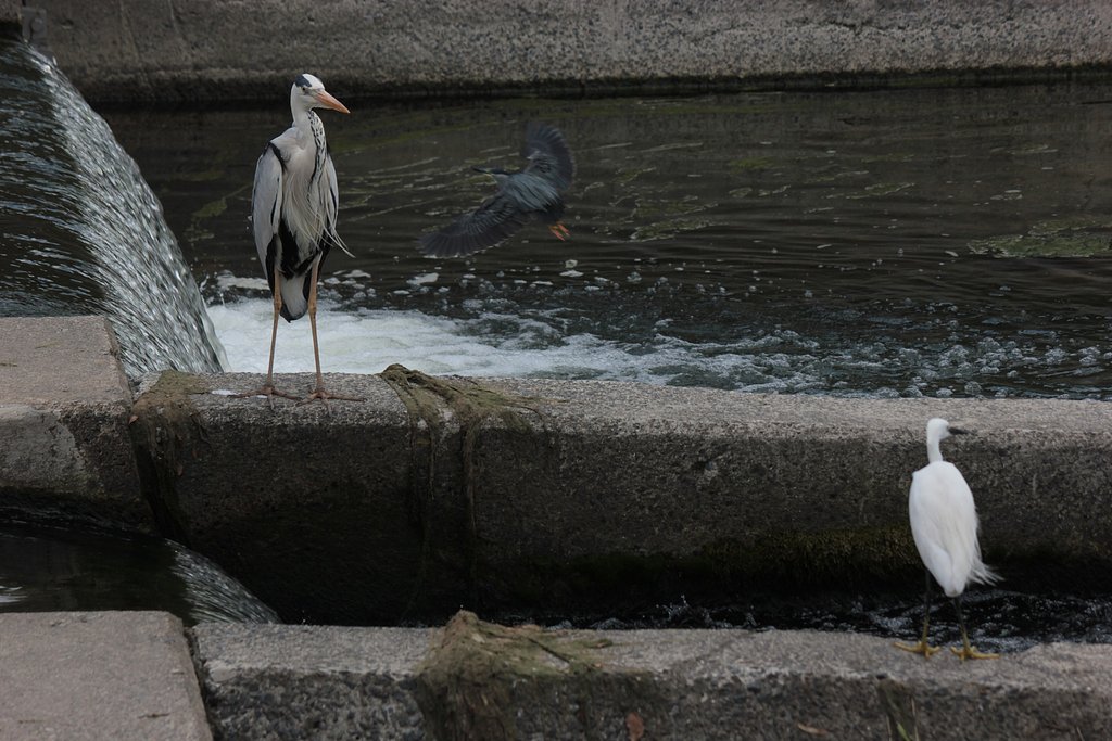 ササとアオとコ、みんな鷺
