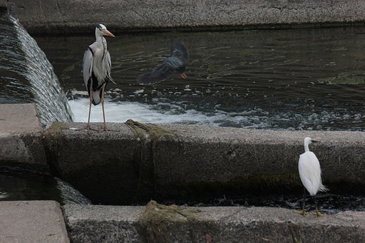 ササとアオとコ、みんな鷺