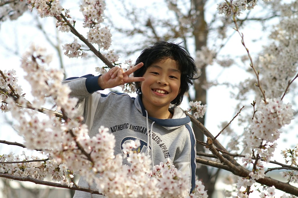 サルと桜