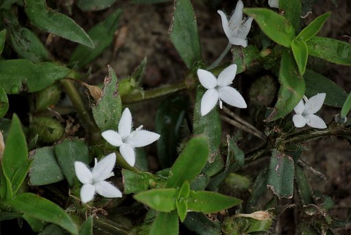 白いちび花。河川敷野原にて