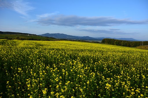 黄色い大地
