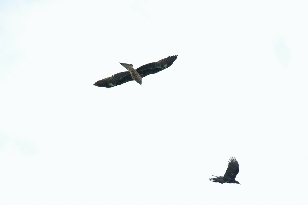 カラスが騒ぐ空