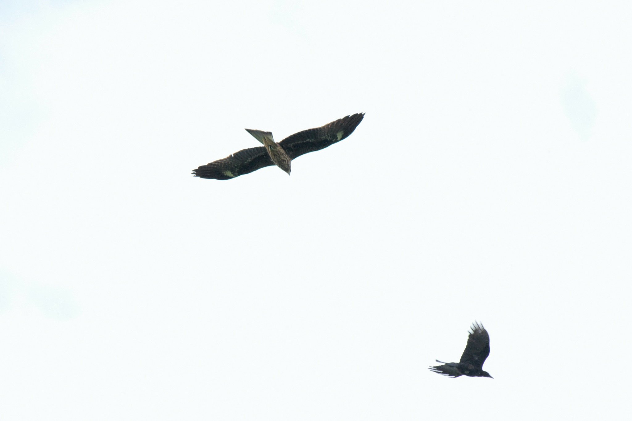 カラスが騒ぐ空